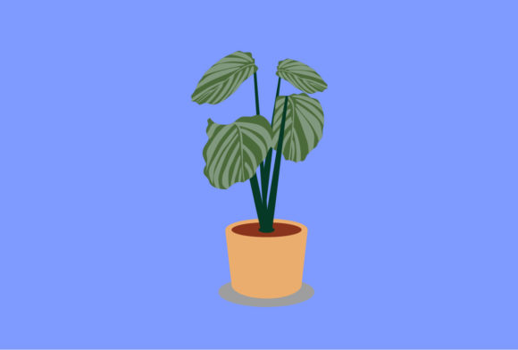 Calathea Decorative Plants Vector: A Versatile Design Asset for Creatives and Professionals