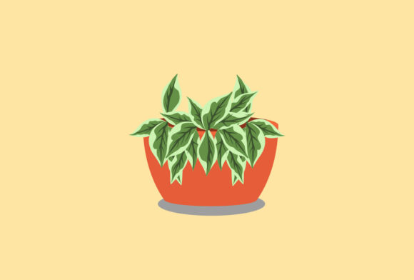 Hoya Decorative Plants Vector